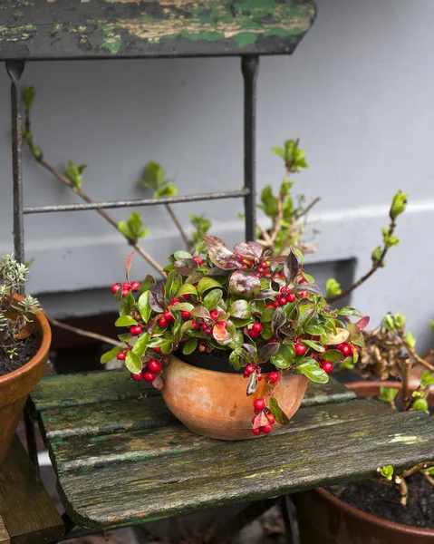 Hagebutten (rosa canina) und grünes Gras in Lehmschale stehen bei Regenwetter auf altem Stuhl — Stockfoto