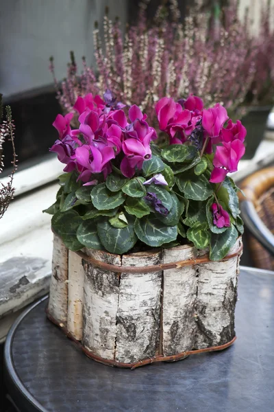 Pink cyclamen in a pot birch bark packaged as a decoration of st — Stock Photo, Image