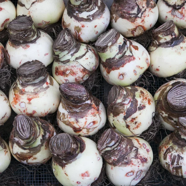 Hollanda, Amsterdam, çiçek pazarı, Lily ampuller (Amaryllis) Satılık — Stok fotoğraf