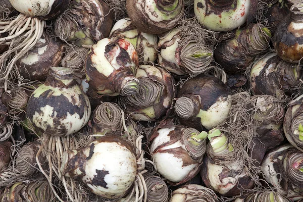 Hollanda, Amsterdam, çiçek pazarı, Lily ampuller (Amaryllis) s — Stok fotoğraf