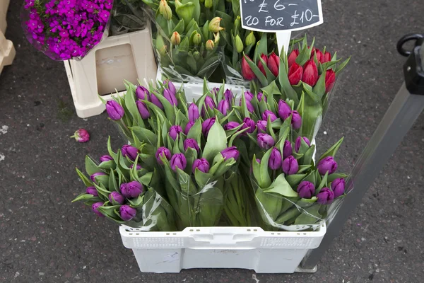 Tulips in boxes of flowers spring agriculture — Stock Photo, Image