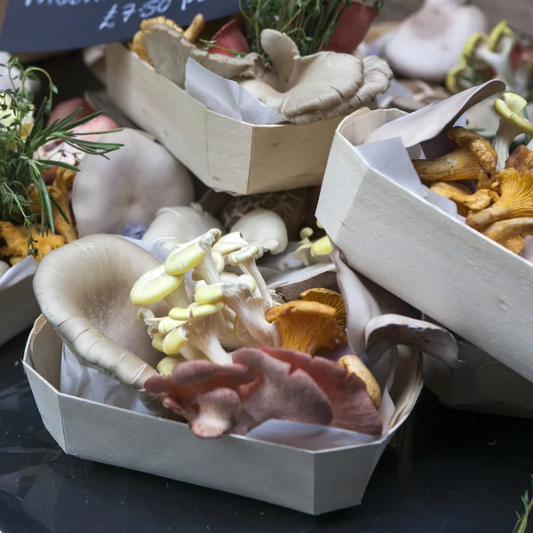 Fresh chanterelles and Cauliflower mushroom. — Stock Image Fresh chanterelles and Cauliflower mushroom. Stock Photo