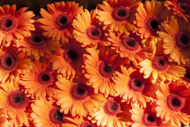 Papatya çiçek turuncu Gerbera arka plan