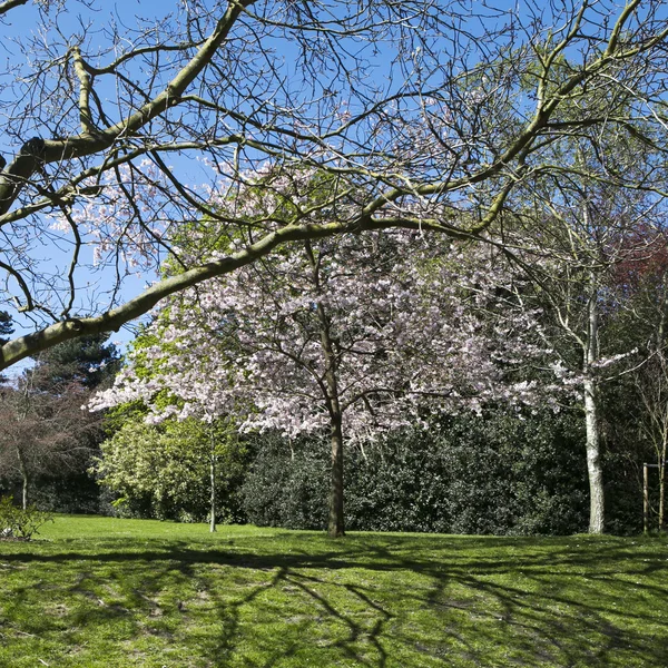 Zobacz wiśniowego drzewa w Blossom podszewka drogę przez Beau — Zdjęcie stockowe