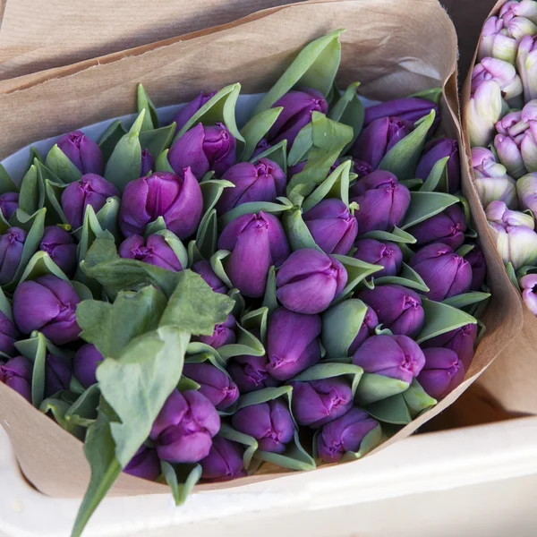 Tulipani viola in carta artigianale — Foto Stock