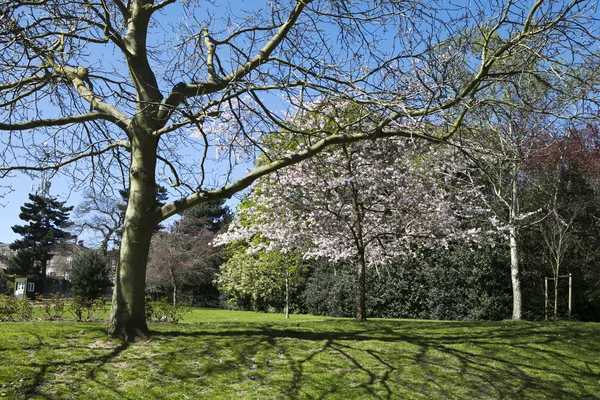 Weergave van een kersenboom in bloei een traject door een Beau voering — Stockfoto