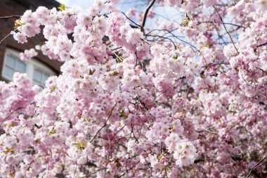 Yumuşak odak kiraz çiçeği, Kore, adam Sakura Sezon