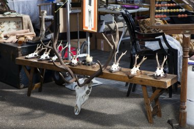 Satılık inek aralığı kafatasları