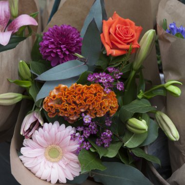 Kırmızı çiçek, Cockscomb veya Çince yün çiçek (Celosia argentea)