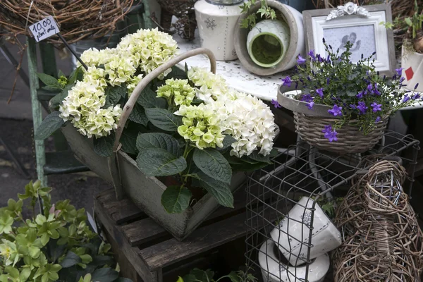 Hyacinth flower pot — Stock Photo, Image
