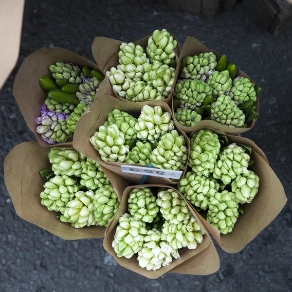 Hyacint blomkruka — Stockfoto