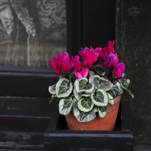 Purple blooming cyclamen near old black wall near shop as a decoration of shop — Stock Photo, Image