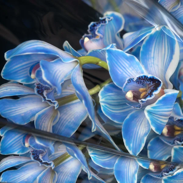 Orchidea blu con boccioli su sfondo nero — Foto Stock