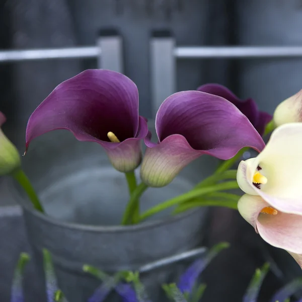 Gigli di calla viola — Foto Stock