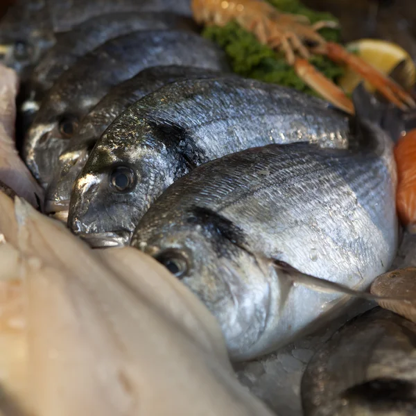 Fischladen mit amüsanten Fischen — Stockfoto