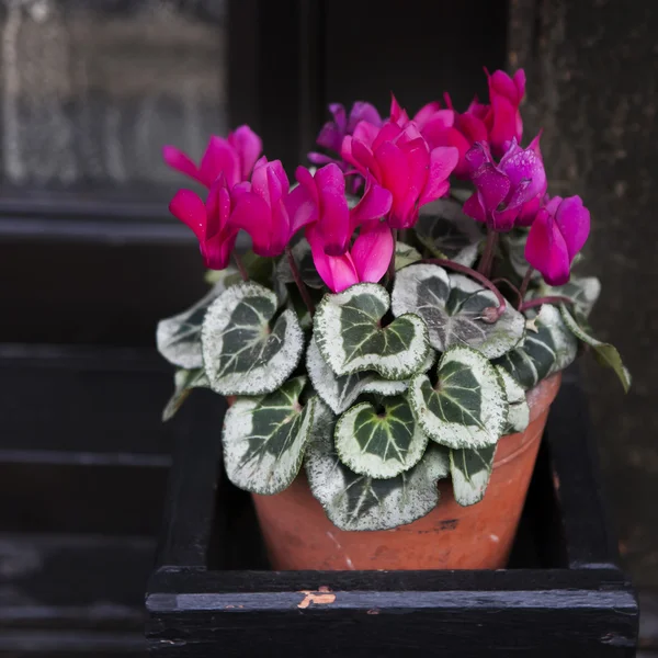Purple blooming cyclamen near old black wall near shop as a decoration of shop — Stock Photo, Image
