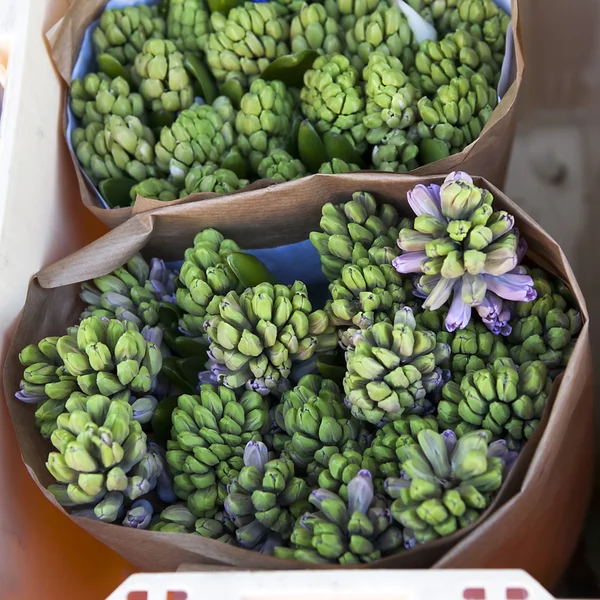 Hyacinth flower bud potten i craft papper — Stockfoto