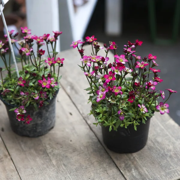 교도 릴리, Schizostylis coccinea, 장식 — 스톡 사진