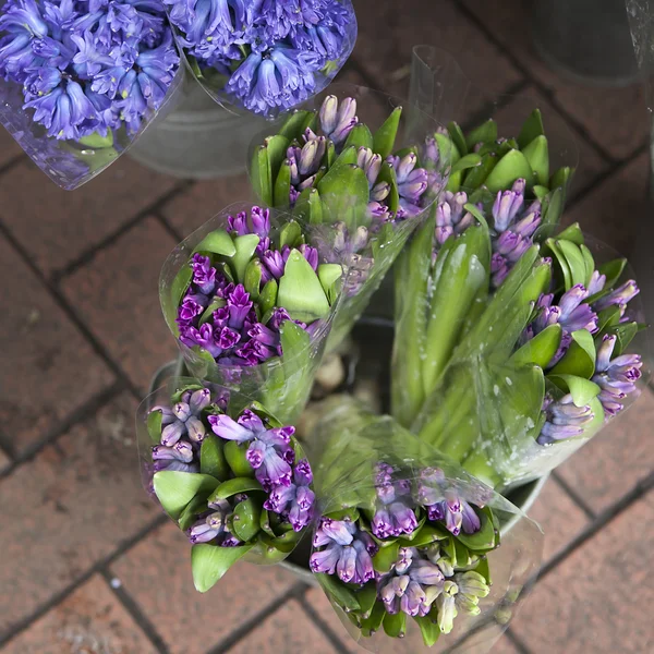 Blauw en violet hyacinten in kleurrijke emmers met gesloten blosso — Stockfoto