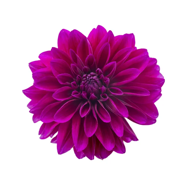 Beyaz arka planda mor sonbahar yıldız çiçekleri. Uzayı kopyala Beyazda izole edilmiş