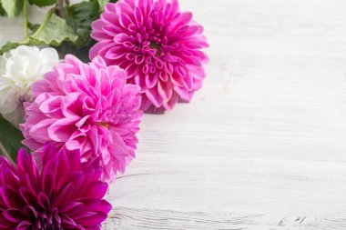 Ahşap gri, beyaz desenli masa zemininde üç mor sonbahar yıldız çiçeği. Uzayı kopyala Kart ve tasarım için çerçeve