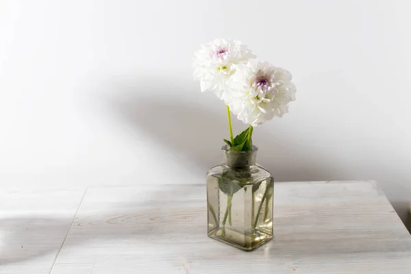 白い背景に透明なガラスの花瓶に白い秋のダリア スペースのコピー — ストック写真