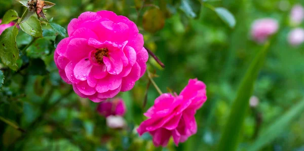 Pivoine Rose Sur Fond Vert Dans Jardin Fond Fleur Fantaisie — Photo