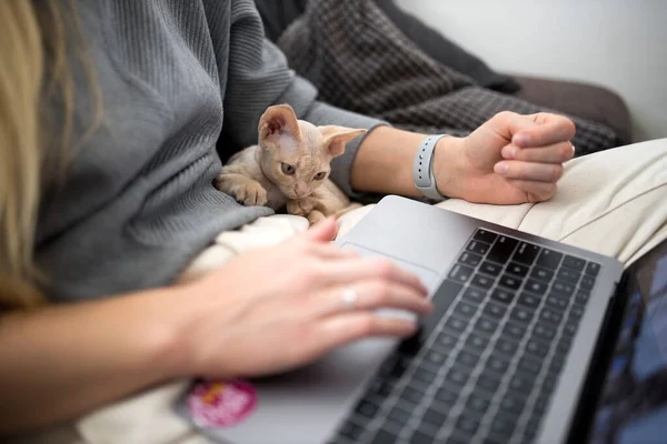 Blondýnka Pracuje Doma Laptopu Kotě Sedí Vedle Koncept — Stock fotografie