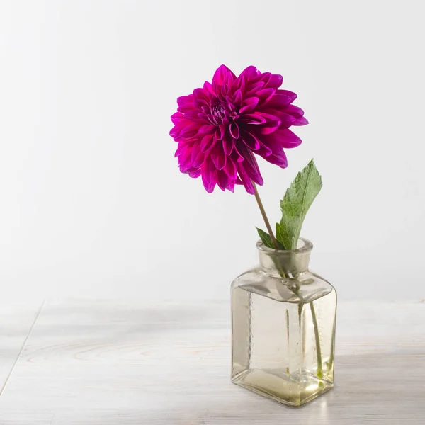 Dahlias Automne Violet Dans Vase Transparent Sur Fond Blanc Espace — Photo
