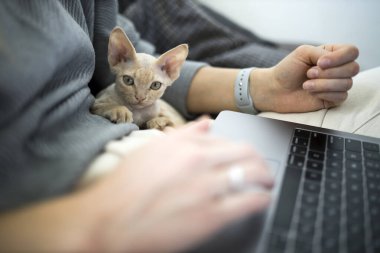 Sarışın bir kız evde dizüstü bilgisayarda çalışıyor. Kedi yavrusu onun yanında oturuyor. Kavram