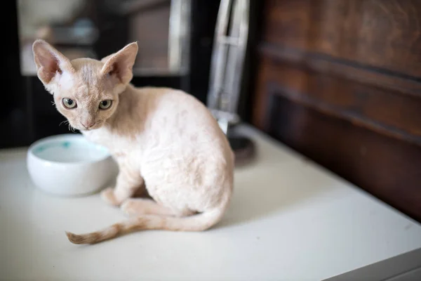 Feeding Cat Tuna Tin Devon Rex Kitten Eats Wet Food — Stock Photo, Image