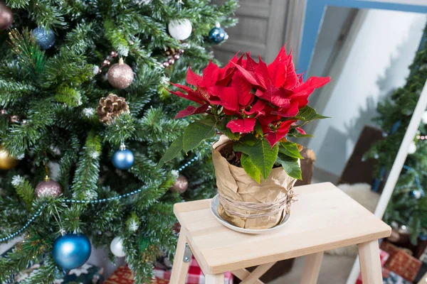 Julstjärna Kruka Insvept Hantverksgrått Papper Mot Bakgrund Julgran Öppen Spis — Stockfoto