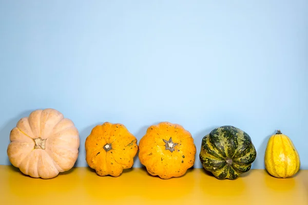 Zucche Decorative Multicolori Tavolo Giallo Davanti Una Parete Blu Posto — Foto Stock