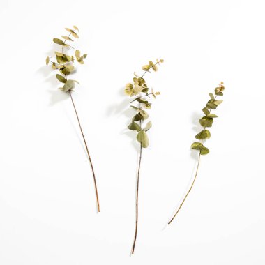 Okaliptüsün kuru dalları. Boşluk. Boşluğu kopyala