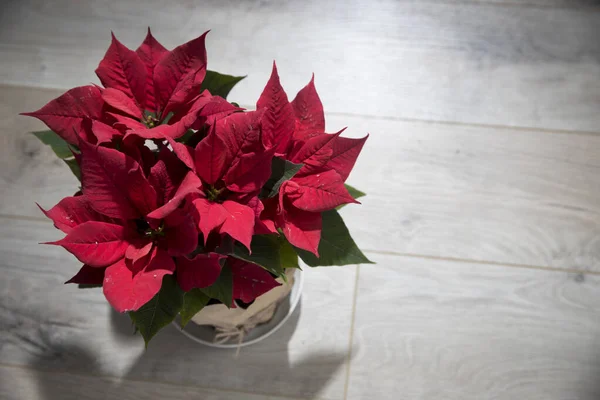 Flor Navidad Poinsettia Estrella Las Cajas Con Los Regalos Para —  Fotos de Stock