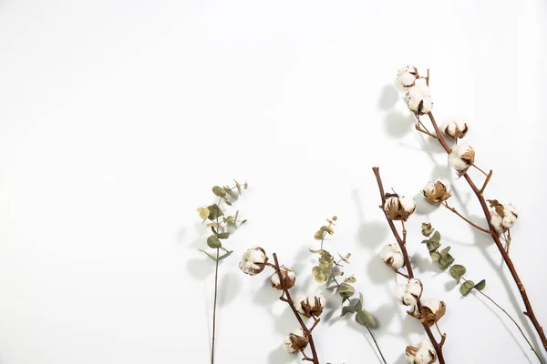 Trockene Baumwollblüten Und Eukalyptuszweige Auf Weißem Hintergrund Leerer Raum Kopierraum — Stockfoto