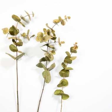 Okaliptüsün kuru dalları beyazın üzerinde. Boşluk. Boşluğu kopyala