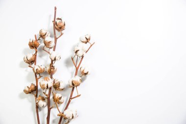 Beyaz üzerine kuru pamuk dalları. Boşluk. Boşluğu kopyala