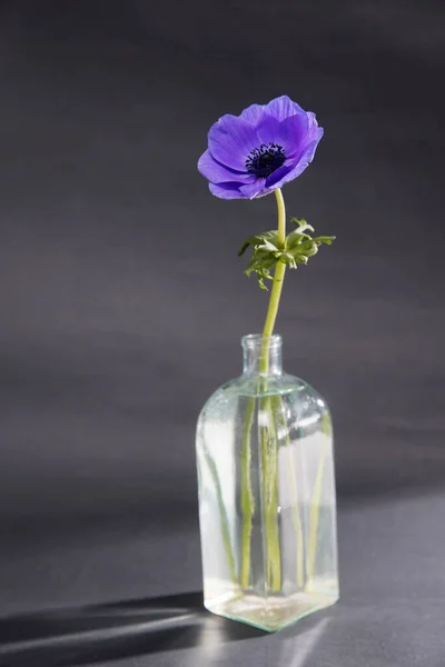 Modrý Květ Sasanky Láhvi Místo Vázy Bílém Pozadí — Stock fotografie