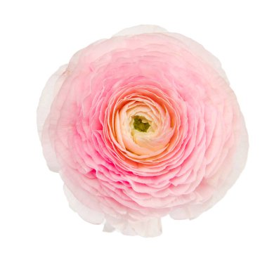 Soluk griye izole edilmiş pembe İran düğün çiçeği. Boşluğu kopyala