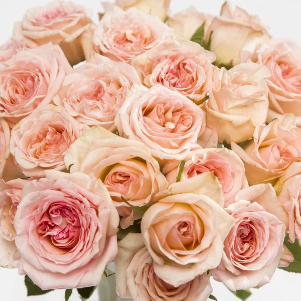 Rose White Pink Hara Rosa Ros Baklänges Fyrkantig Form — Stockfoto