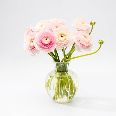 Soluk griye izole edilmiş pembe İran düğün çiçeği. Boşluğu kopyala