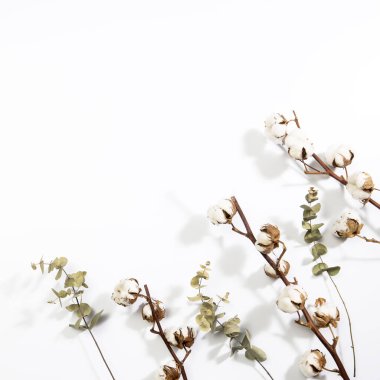 Beyaz arka planda kuru pamuk ve okaliptüs dalları. Boşluk. Boşluğu kopyala