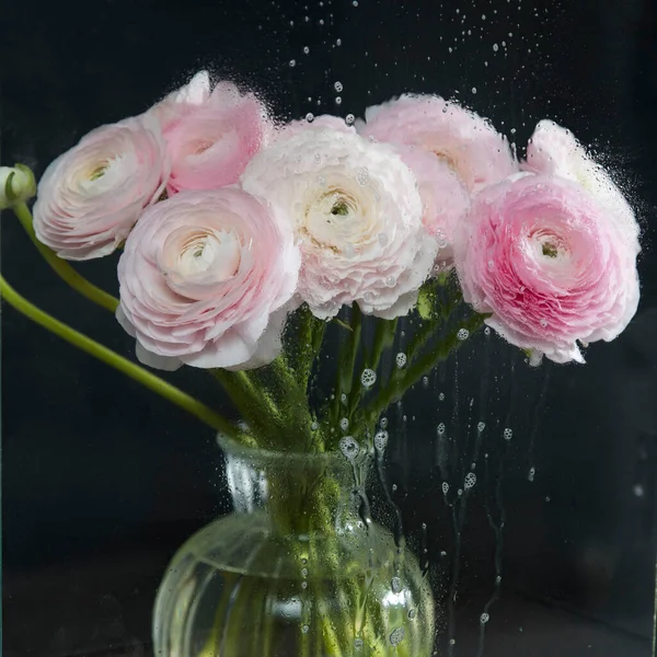Bouquet Buttercups Persans Roses Sur Fond Noir Filmé Travers Verre — Photo