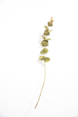 Okaliptüsün kuru dalları. Boşluk. Boşluğu kopyala