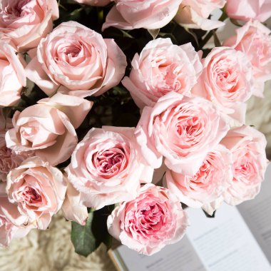 Rose White Pembe O 'hara. Cam bir vazoda pembe güller, beyaz bir çaydanlık ve iki kapuçino fincanı bir sehpanın üzerinde kitaplar arasında..