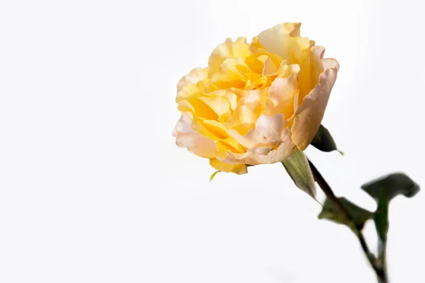 Апельсиновая Роза Свечах Бледно Сером Фоне — стоковое фото