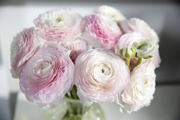 Bouquet Ranuncoli Persiani Rosa Pallido Isolato Grigio Pallido Copia Spazio — Foto Stock