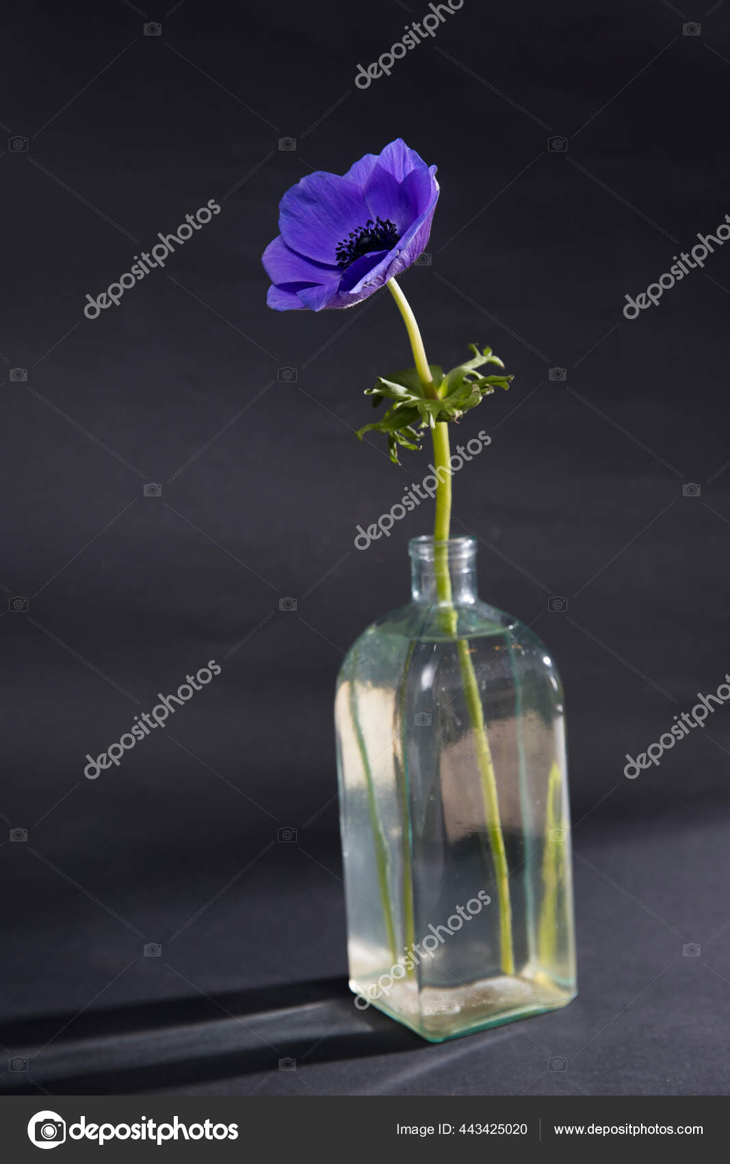 黑色背景透明玻璃瓶中的蓝色海葵复制空间 图库照片 C Elenarostunova