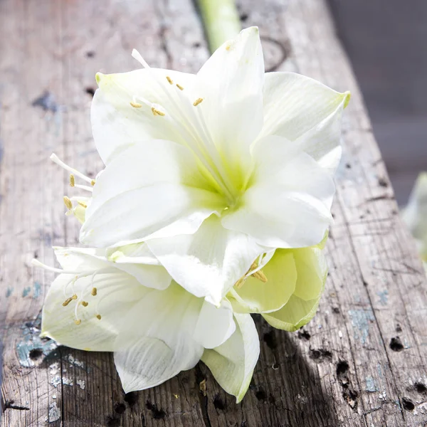 Boeket Witte Lelies Een Beige Houten Bank Vierkant Frame — Stockfoto